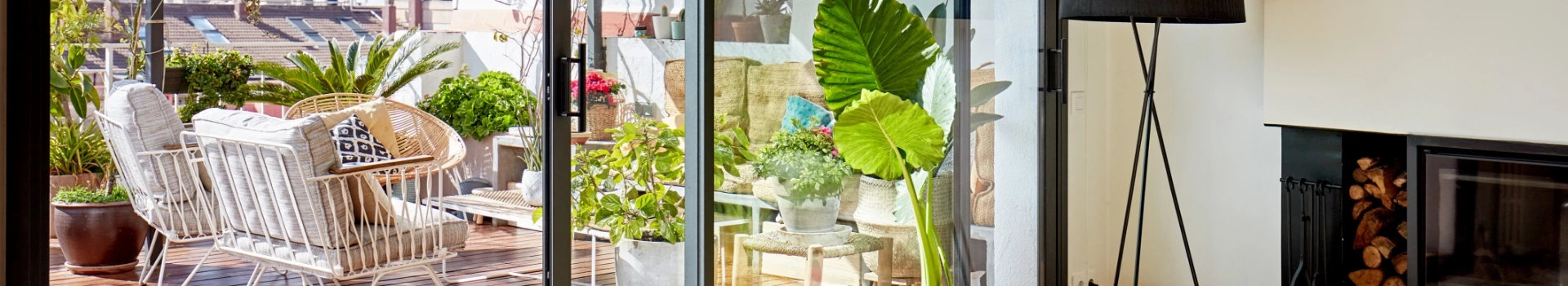 rośliny przy oknach